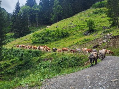 Grauvieh Kalbinnen zu verkaufen - BIO hornlos