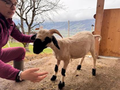 Walliser Schwarznasenschaf