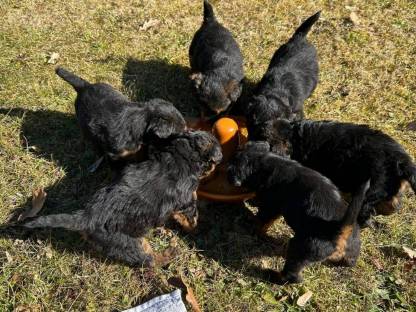 Welsh Terrier Welpen