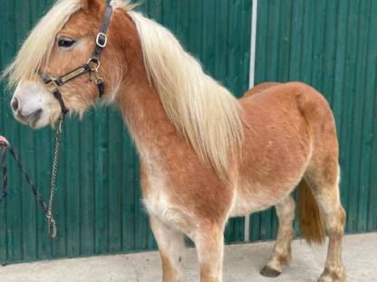 Verkaufe Haflinger Wallach