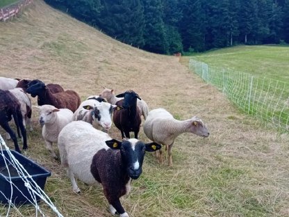 Schafe und Lämmer zu verkaufen