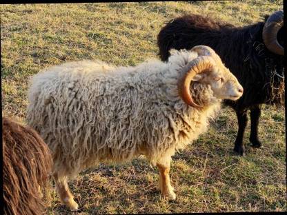 Bild 7:Ouessantschafe, Zwergschafe