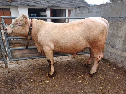 Verkaufe Charolais Stier