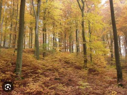 Suche Forst/Wald