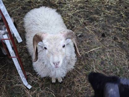 Bild 5:Ouessantschafe, Zwergschafe