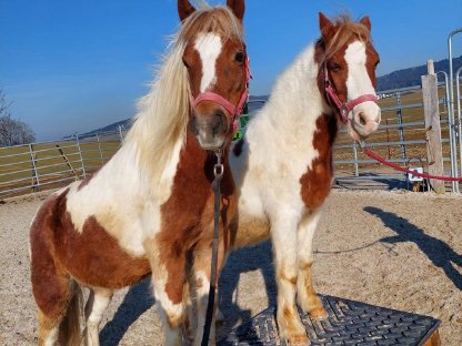 2 Traum Ponys der besonderen Art!