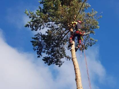 Baumabtragungen, Forstservice Roman Leitner