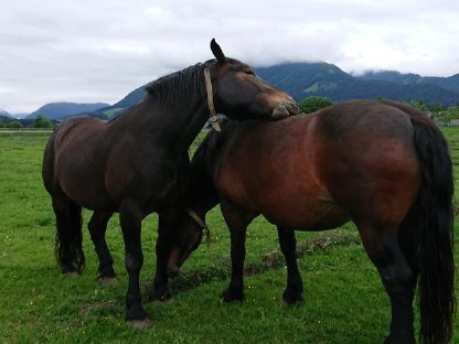 Noriker Stute und Wallach