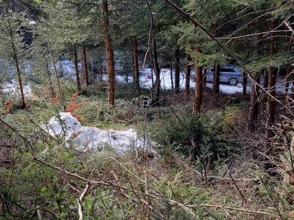 Bild 3:Holzschlägerung