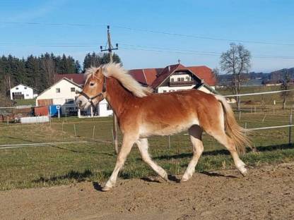 Verkaufe Haflinger Stute