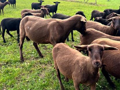 Bio Jura Schafe und Schwarzkopf Schafe