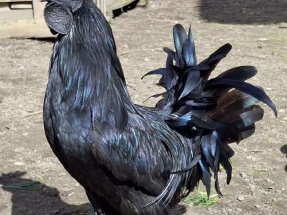 Verk. Ayam Cemani Hahn