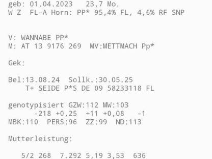 Reinerbige hochträchtige Fleckviehkalbin