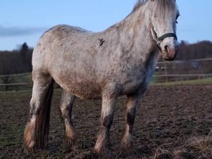 Appaloosa Tinker Stute