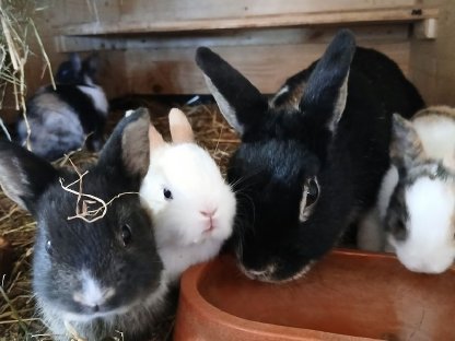 Bild 4:Zwergkaninchen, Hase, Zwerghase