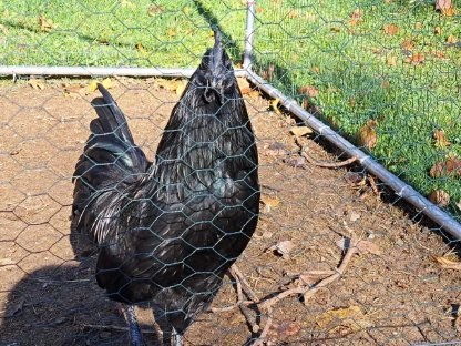 Bruteier Ayam Cemani, Brahma, Orpington