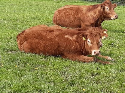 Limousin Stier