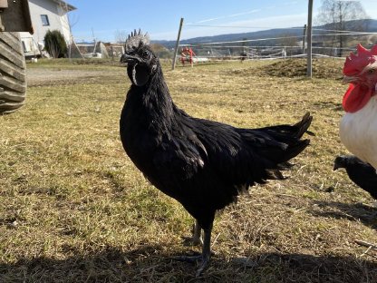 Ayam Cemani