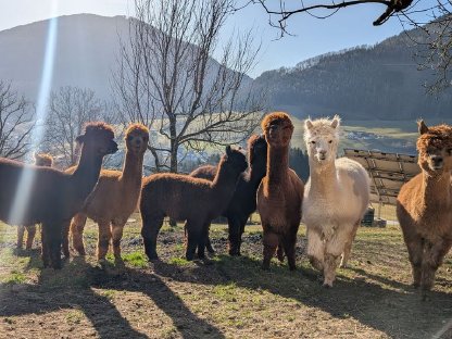 Bio Alpakas (Stuten, Jungtiere, Hengste)