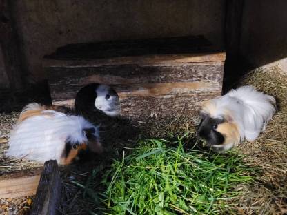 Verkaufe Meerschweinchen