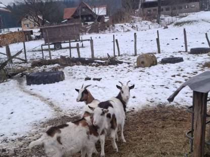 Steirische Scheckenziegen