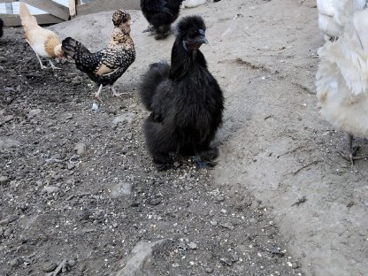 US Silkie Hähne