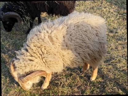 Bild 8:Ouessantschafe, Zwergschafe