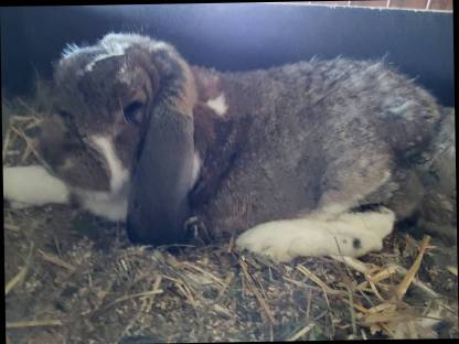 Widderkaninchen männlich und weiblich