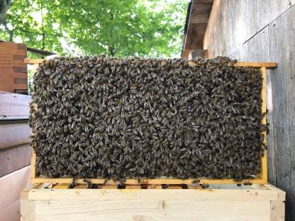 Ableger Bienenvölker Bienenkönigin