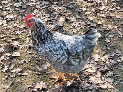 Bild 3:Schwedische Blumenhühner Bruteier