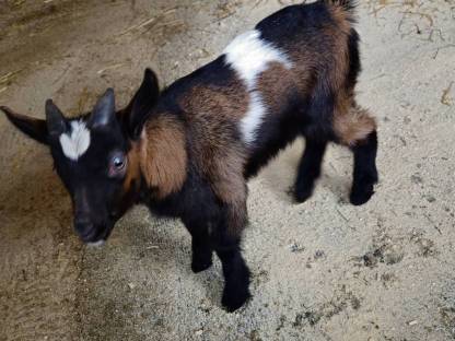 Tauernschecke Bock