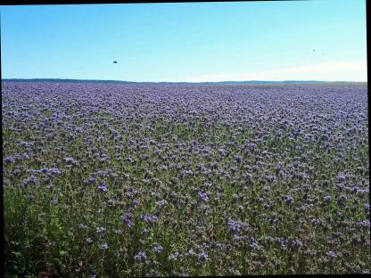 Bio Phacelia