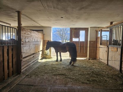 Bild 3:Sommerfrische oder Genesungsurlaub für Pferd oder Pony in Terfens