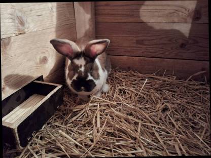 Bild 3:Kaninchen