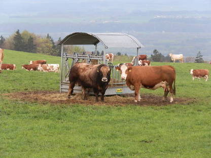 Bild 2:Fleisch vom Bio-Jungrind