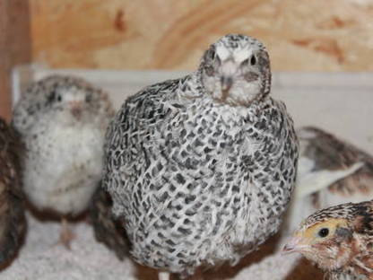 Bild 2:Frische Wachteleier - direkt vom Bauern!