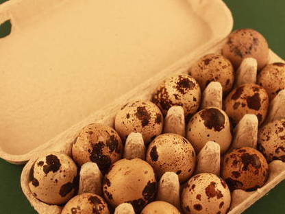 Bild 3:Frische Wachteleier - direkt vom Bauern!