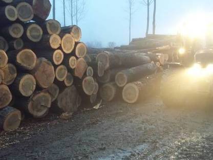 Bild 3:Holzbringung 