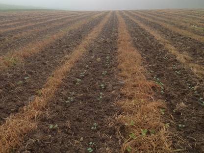 Bild 2:Pflanzenschutz