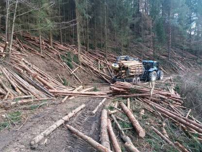 Bild 2:Forstarbeiten / Baumabtragungen