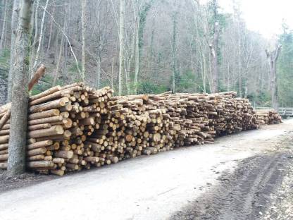 Bild 4:Forstarbeiten / Baumabtragungen