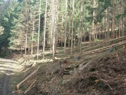 Bild 3:Forstarbeiten / Baumabtragungen