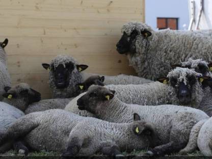 Shropshire Sbg. Herdebuchzucht - Lämmer, Schafe, Widder