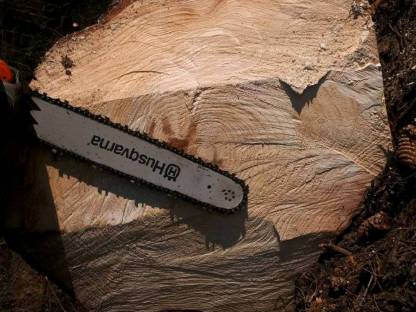 Bild 2:Biete Holzschlägerung/ Rückung