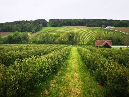 Bild 2:BioAronia Saft und Sirup von 0,35 l bis 500 l Gebinde