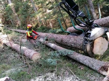 Bild 3:Holzschlägerung / Bringung