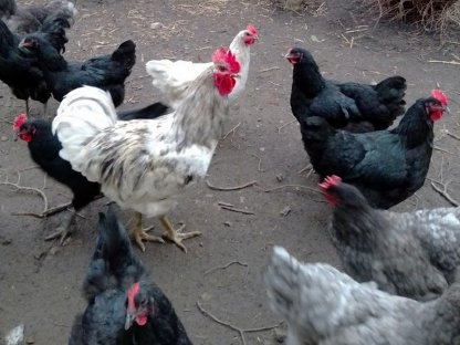 Jersey Giant Bruteier