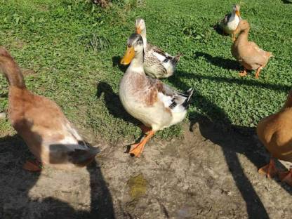 Enten: Enten Bruteier Lauf-  Haube, Orpington-, Warzen-, Silber Ap. kaufen - Landwirt.com