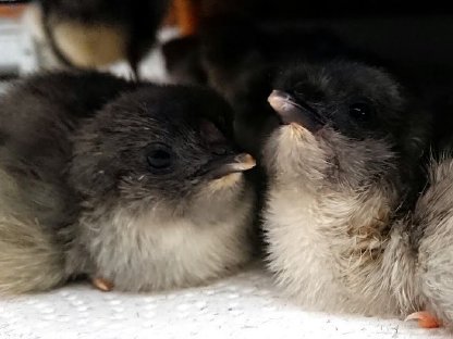 New Jersey Giant - Küken