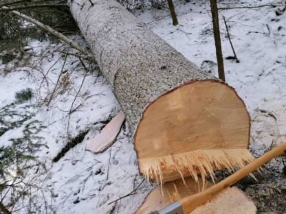 Bild 2:Holzschlägerung / Bringung